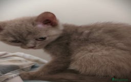 Británico de Pelo Corto gatos en venta: British hembra y macho  - Imagen 3