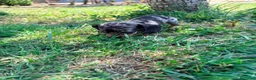 Teckel Miniatura perros en venta: Teckel Kaninchen - Anuncio 8