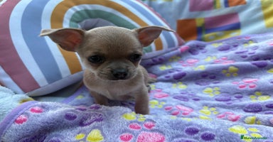 Chihuahua perros - Anuncio 12