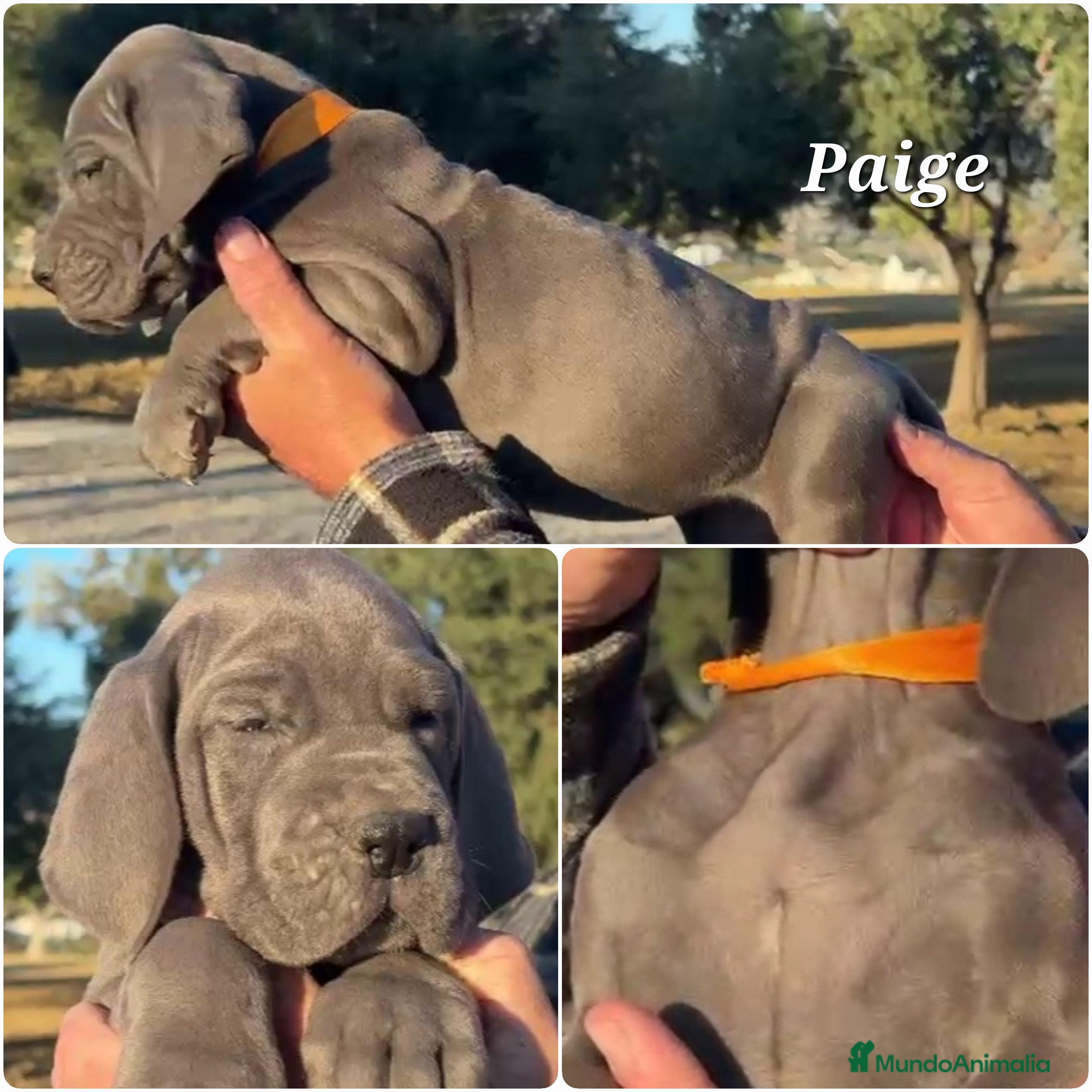Dogo Alemán perros Dogo Alemán Azul – Hembras - Anuncio 1