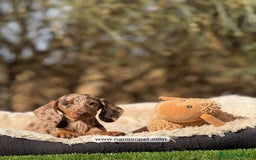 Teckel Miniatura perros en venta: TECKEL ARLEQUIN KANINCHEN - Imagen 3