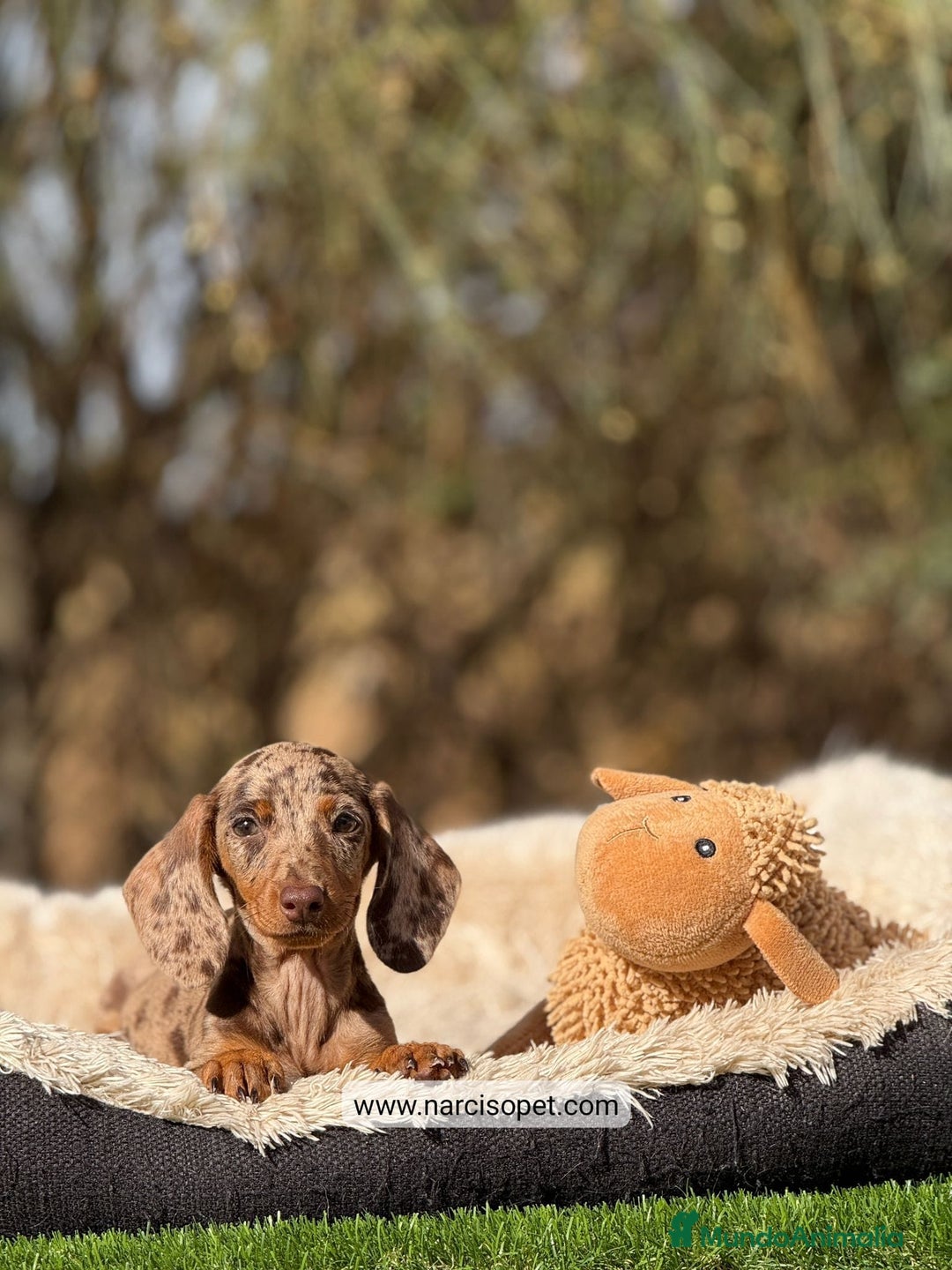 Teckel Miniatura perros en venta: TECKEL ARLEQUIN KANINCHEN - Imagen 3