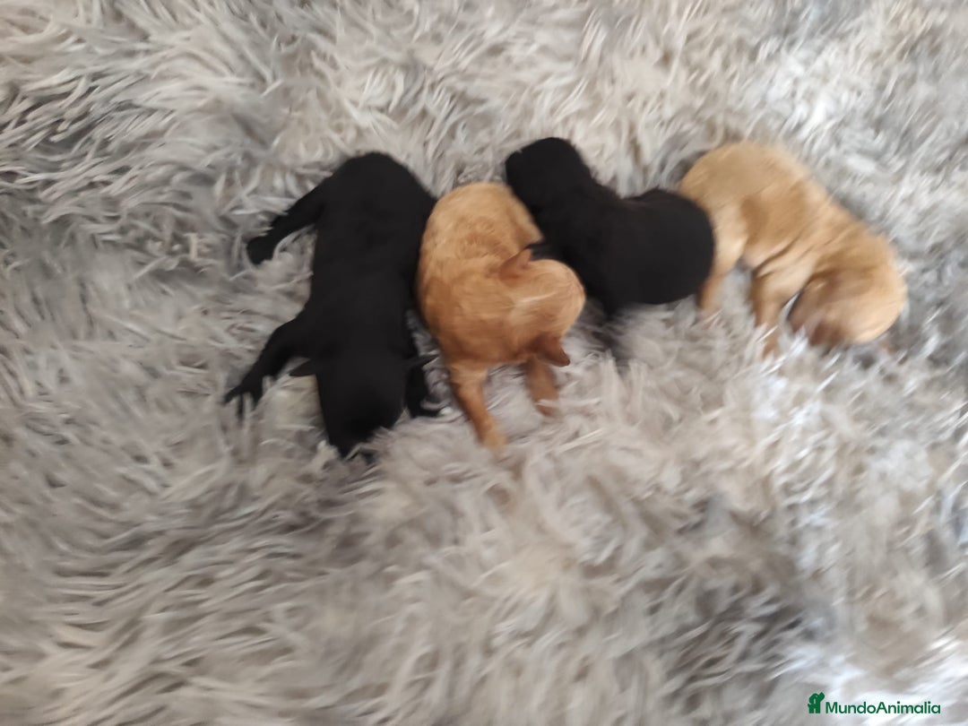 Caniche Toy perros en venta: Caniche toy  - Anuncio 3