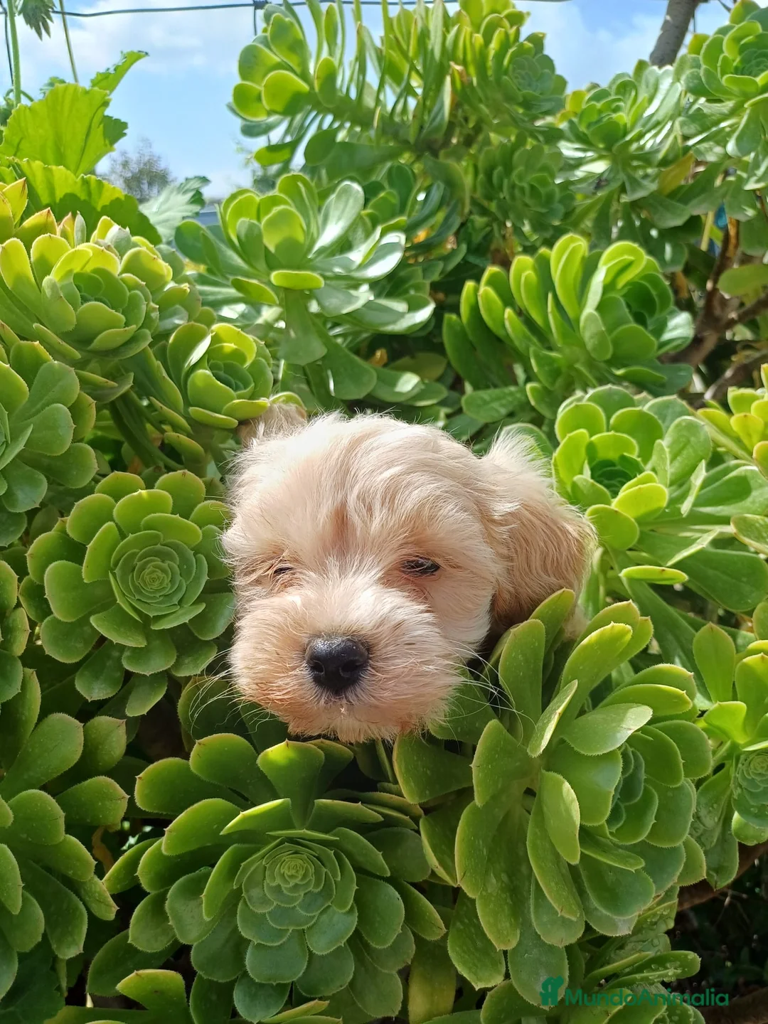 Maltipoo perros en venta: Precioso Maltipoo 🐾🐶 - Anuncio 2