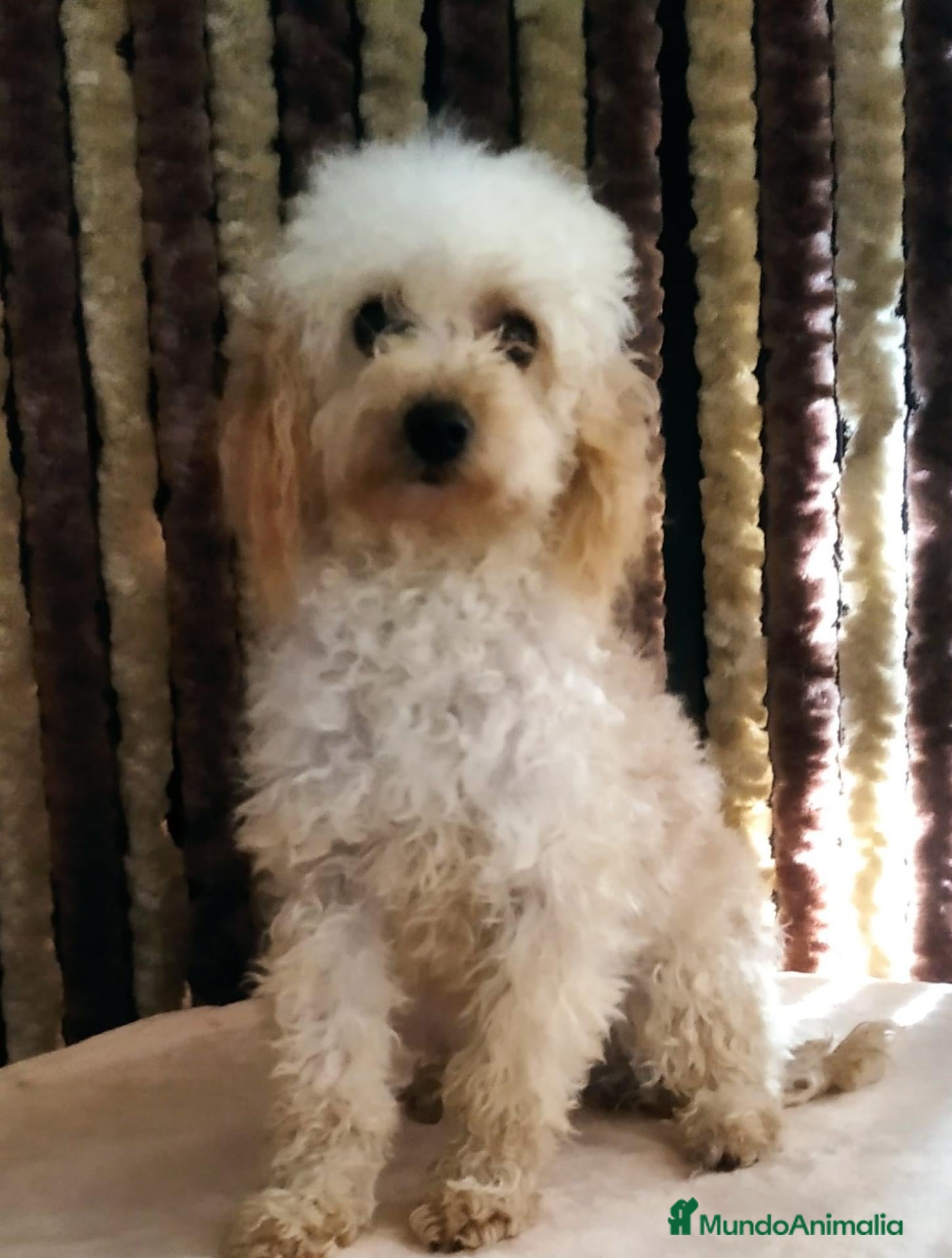 Caniche Toy perros Hembra caniche toy 9 meses - Anuncio 2