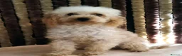 Caniche Toy perros en venta: Hembra caniche toy 9 meses - Anuncio 1