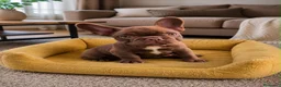 Bulldog Francés perros en venta: Bulldog francés chocolate - Anuncio 1