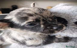 Chihuahua perros en venta: Chihuahua Toy  - Anuncio 3