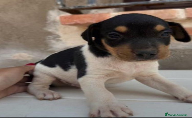 Ratonero Bodeguero Andaluz perros - Anuncio 1