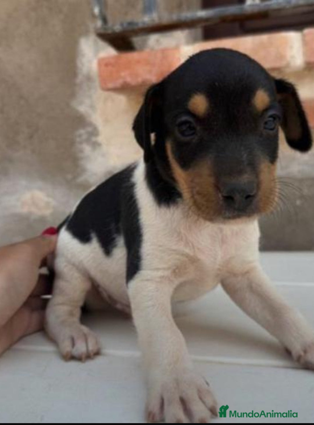 Ratonero Bodeguero Andaluz perros en venta: Macho bodeguero - Imagen 1