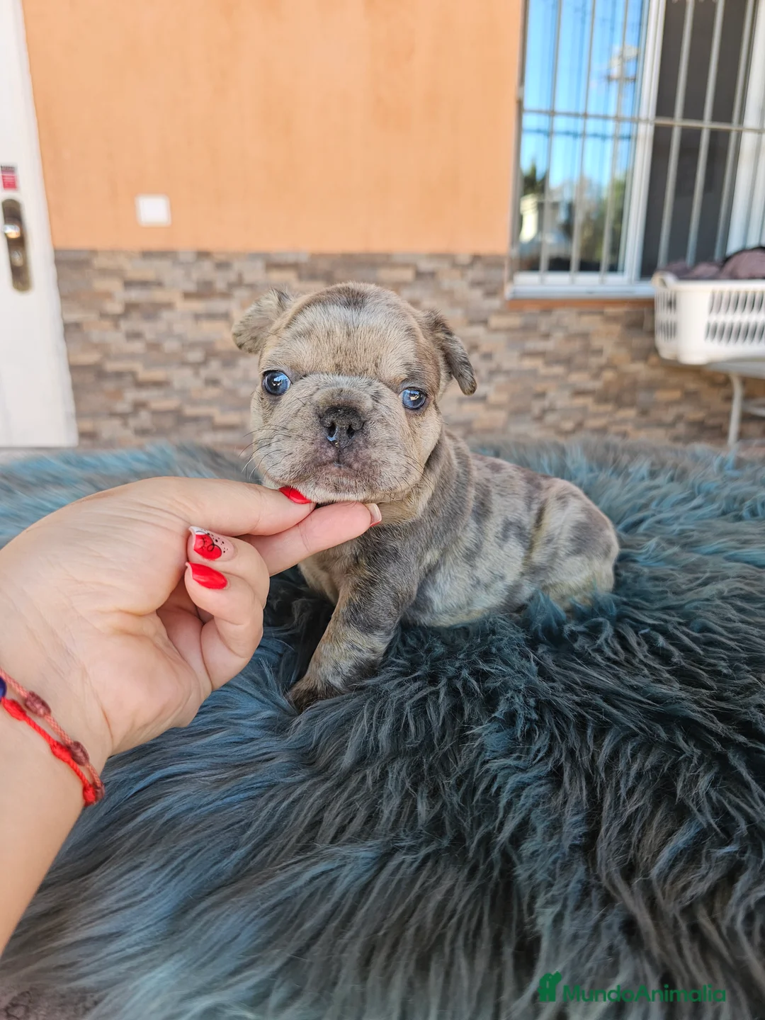 Bulldog Francés perros en venta: Bulldog francés exoticos - Anuncio 1