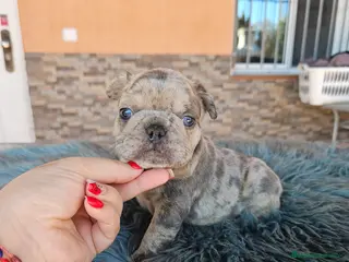 Bulldog Francés perros Bulldog francés exoticos - Anuncio 1