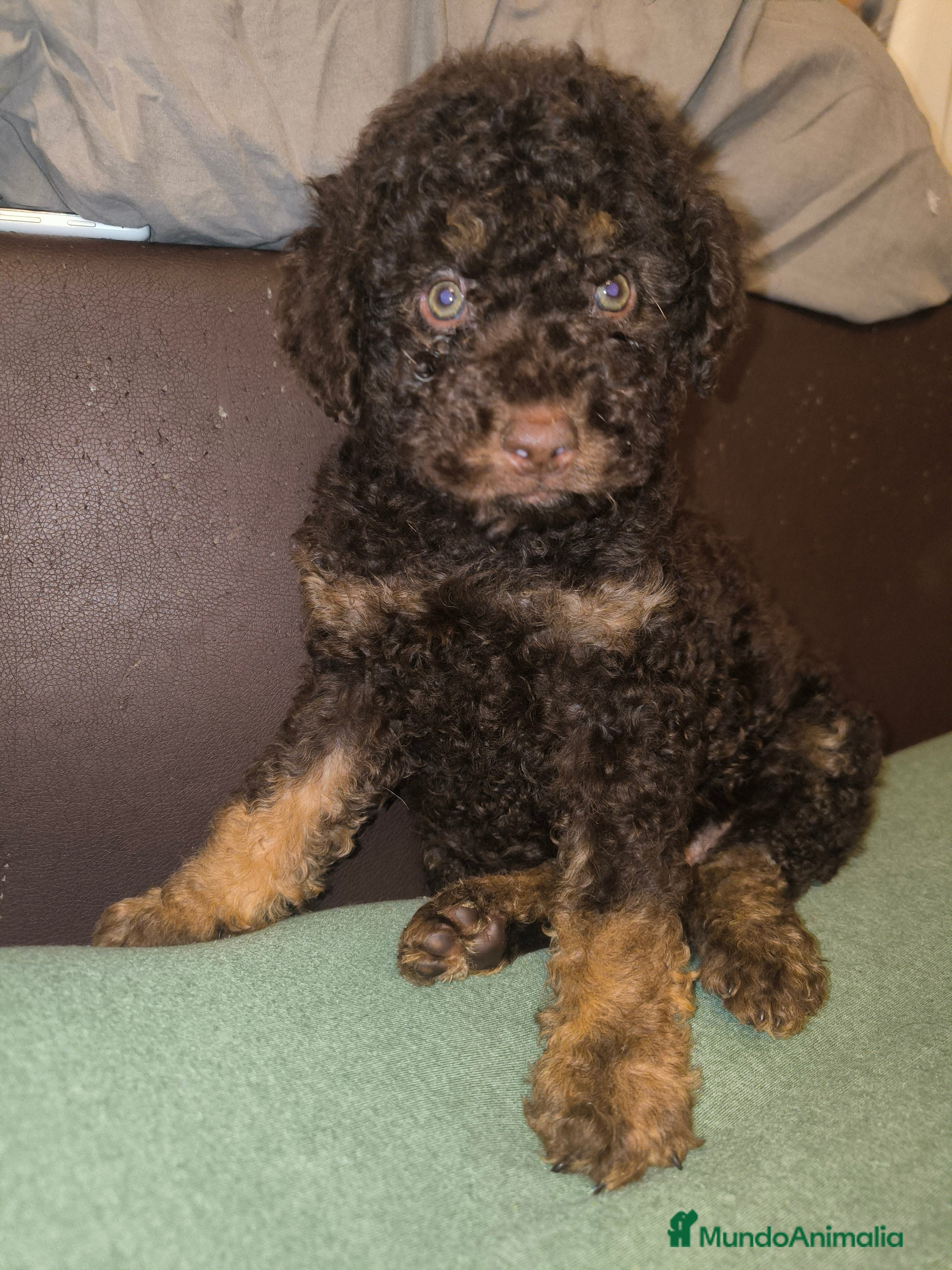 Perro de Agua Español perros Último cachorro PDA phanton chocolate  - Anuncio 1