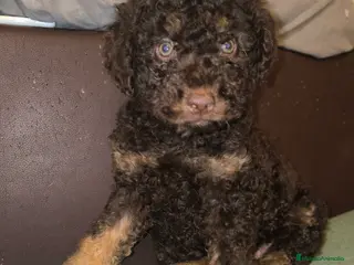 Perro de Agua Español perros Último cachorro PDA phanton chocolate - Anuncio 1