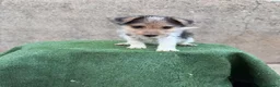 Fox Terrier de Pelo Duro perros en venta: Fox terrier pelo duro  - Anuncio 13