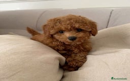 Caniche Toy perros en venta: Caniche toy rojo  - Imagen 1
