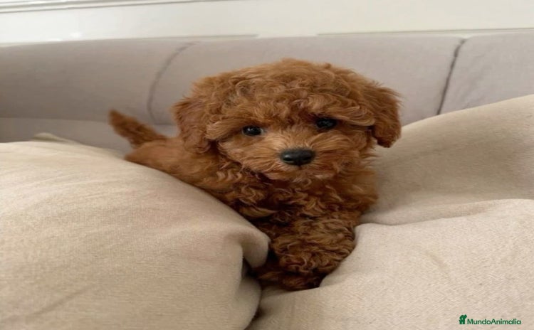 Caniche Toy perros - Anuncio 2
