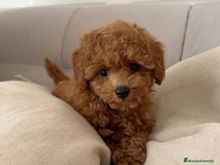 Caniche Toy perros - Anuncio 14