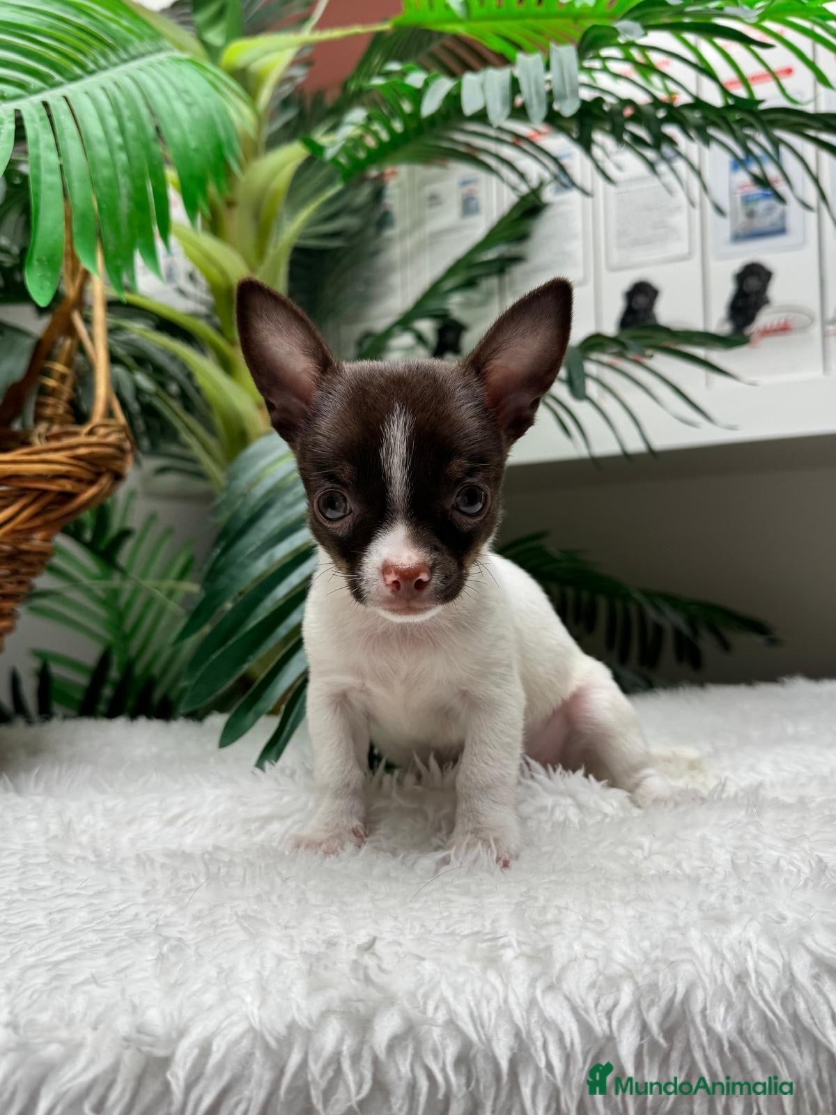 Chihuahua perros 🐾 CHIHUAHUA MACHO BICOLOR CHOCOLATE Y BLANCO 🐾 - Anuncio 1