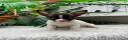 Chihuahua perros en venta: 🐾 CHIHUAHUA MACHO BICOLOR CHOCOLATE Y BLANCO 🐾 - Anuncio 1