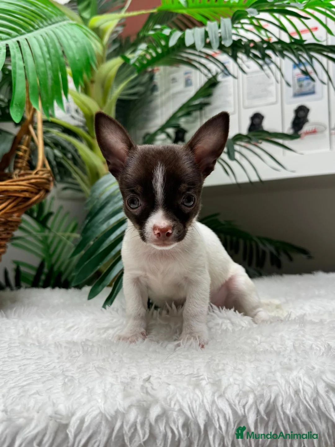 Chihuahua perros en venta: 🐾 CHIHUAHUA MACHO BICOLOR CHOCOLATE Y BLANCO 🐾 - Anuncio 1