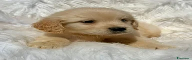 Golden Retriever Cachorro 1