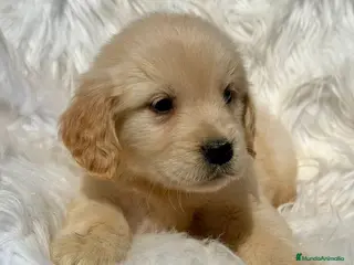 Golden Retriever perros GOLDEN RETRIEVER - Anuncio 2
