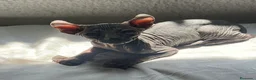 Sphynx gatos en venta: Elf 91 - Anuncio 6
