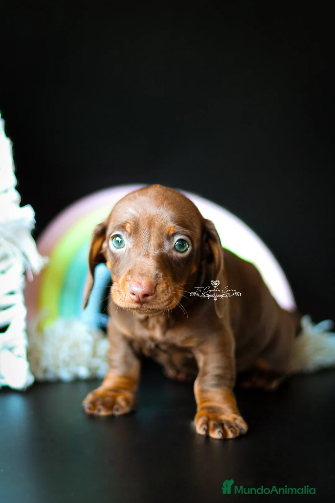 Teckel perros en venta: Teckel chocolate y fuego  en Cantabria - Anuncio 3