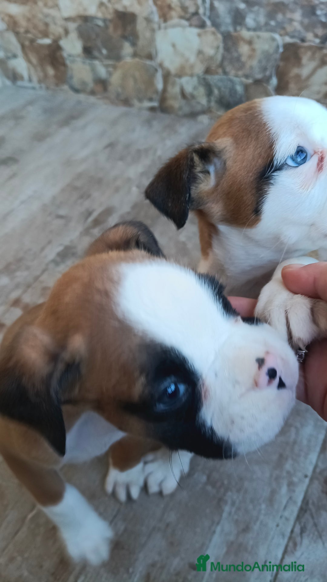 Boxer perros en venta: Bóxer  - Anuncio 4