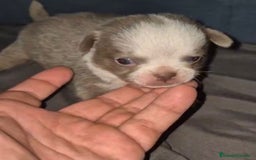 Chihuahua perros en venta: Chihuahuas cabeza manzana - Imagen 4