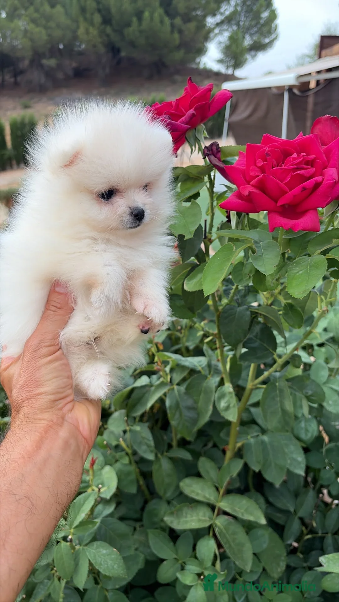 Pomerania perros en venta: Pomerania blanco miniatura!!! - Anuncio 2