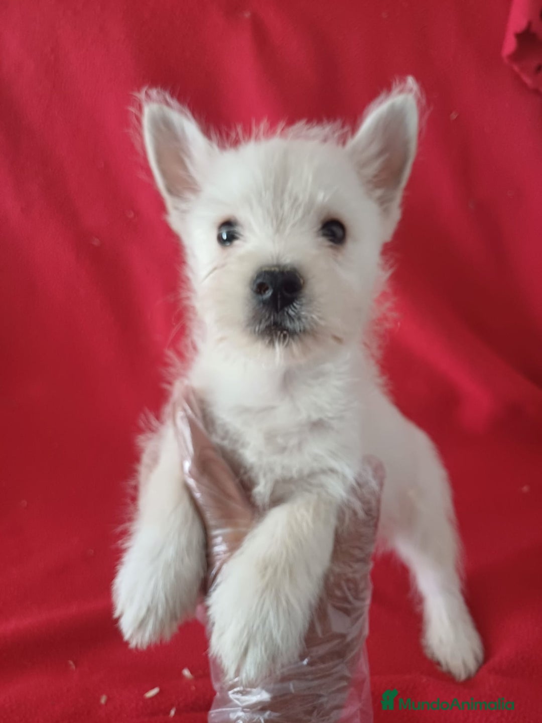 West Highland White Terrier perros en venta: Westy  - Imagen 1