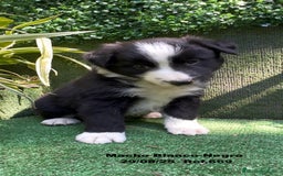 Border Collie perros en venta: Border Collie De Villa Biznaga - Imagen 16