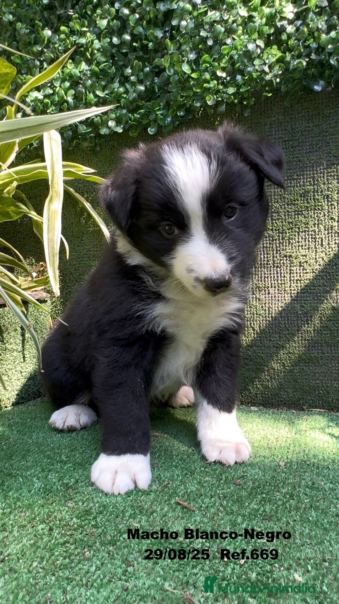 Border Collie perros en venta: Border Collie De Villa Biznaga - Imagen 16