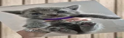 Británico de Pelo Corto Azul gatos en venta: Gatos Brithish shorthair  - Anuncio 3