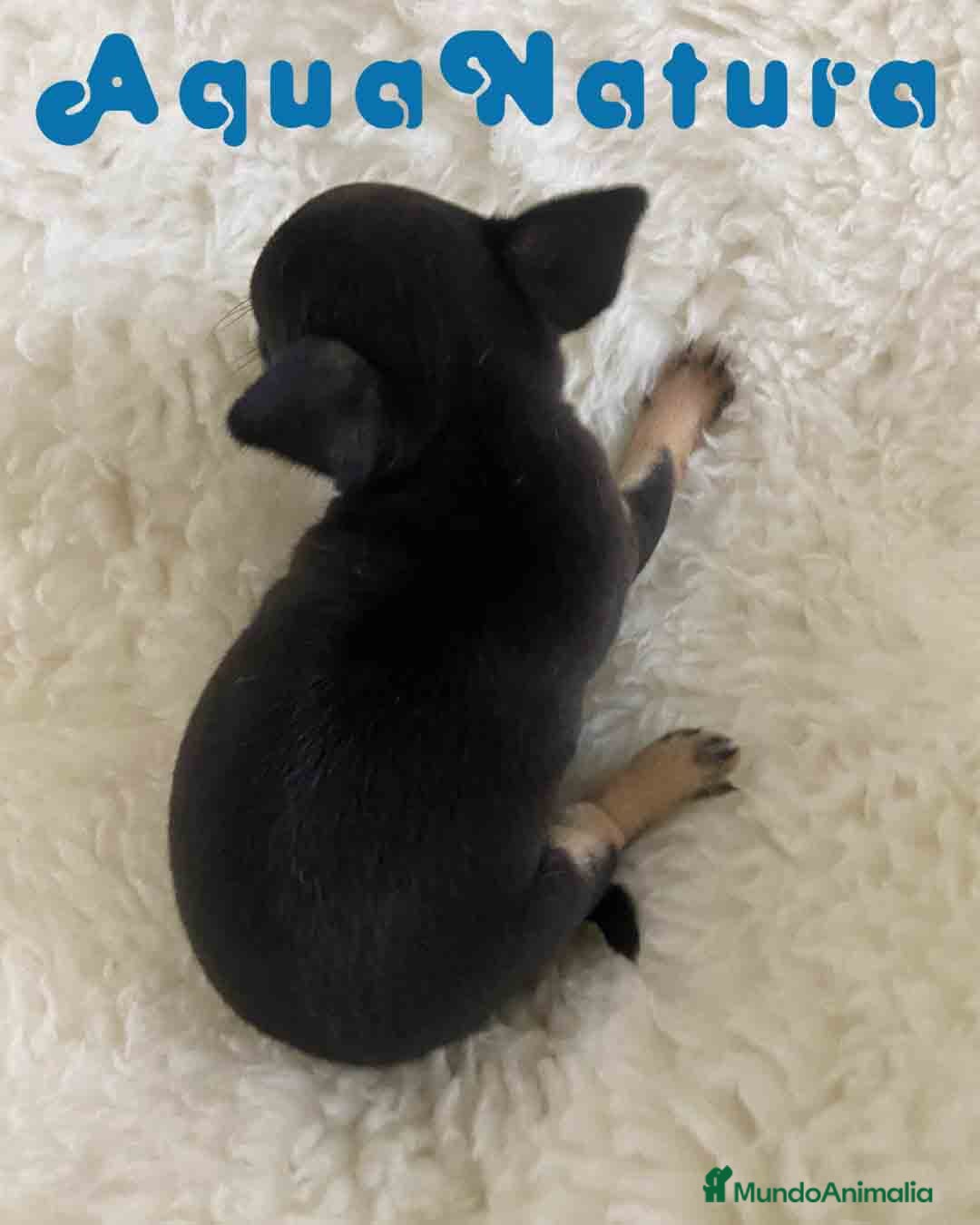 Chihuahua perros Chihuahua Hembra de Merla y Choc - Anuncio 2
