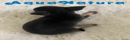 Chihuahua perros en venta: Chihuahua Hembra de Merla y Choc - Anuncio 2