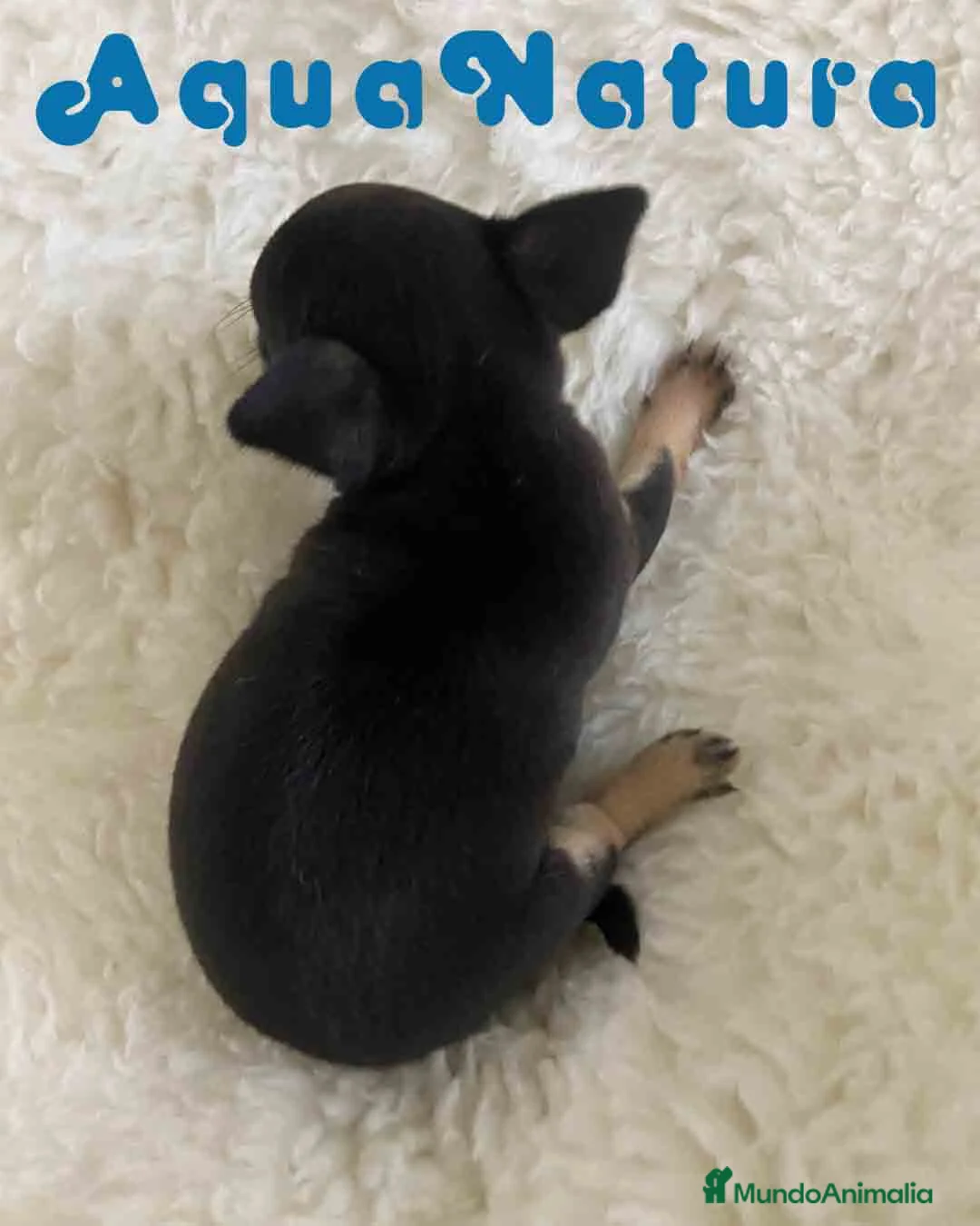 Chihuahua perros en venta: Chihuahua Hembra de Merla y Choc - Anuncio 2