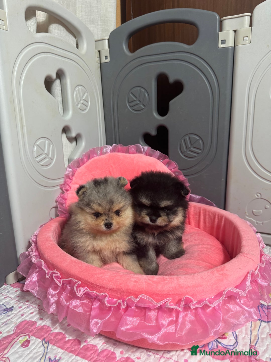 Pomerania perros en venta: Pomerania - Anuncio 3