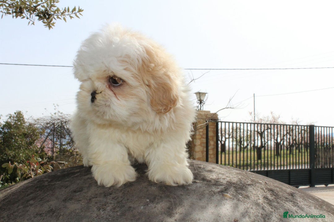 Shih Tzu perros en venta: Cachorro Shih tzu - Anuncio 1