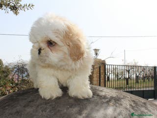 Shih Tzu perros Cachorro Shih tzu - Anuncio 1