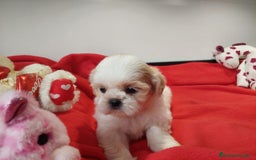 Shih Tzu perros en venta: SHIH TZU HEMBRA CALIDAD Y SELECCIÓN  - Imagen 3