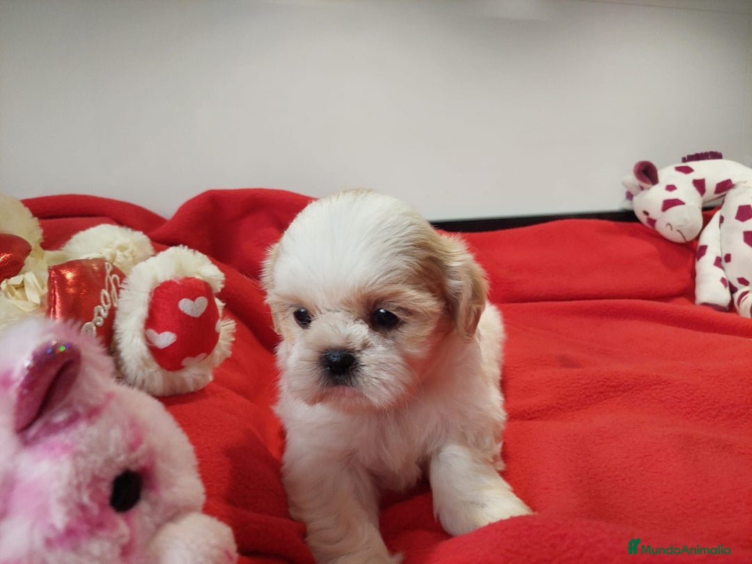 Shih Tzu perros en venta: SHIH TZU HEMBRA CALIDAD Y SELECCIÓN  - Imagen 3
