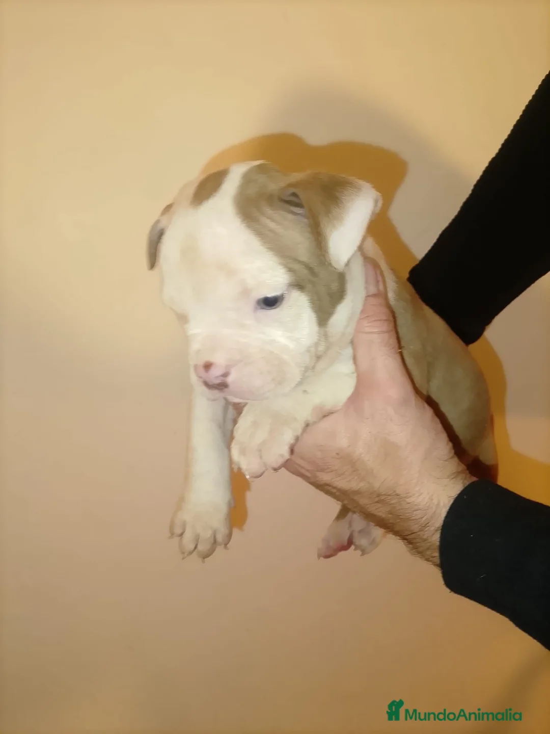 American Bully perros en venta: American bully pocket  - Anuncio 9
