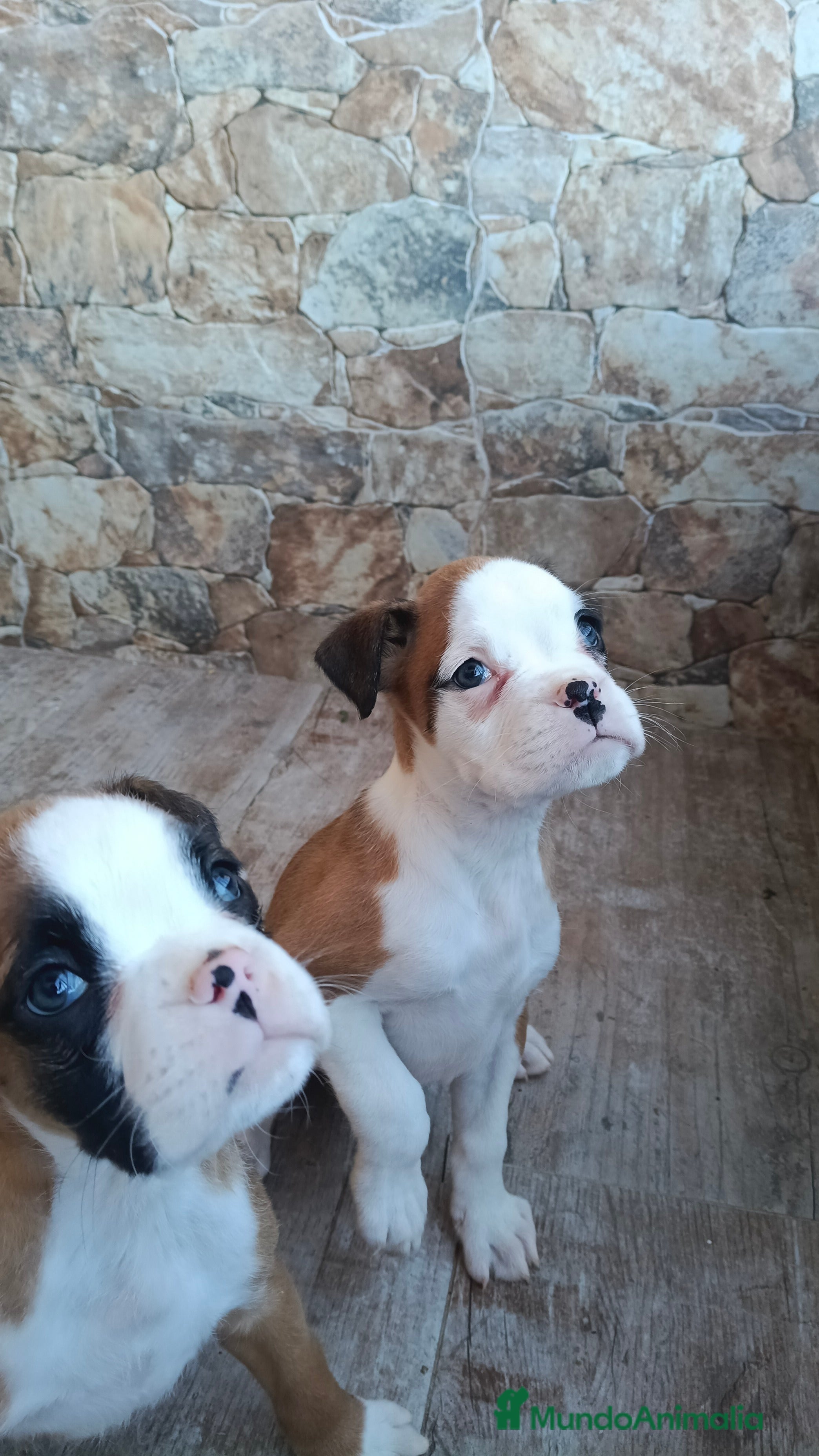 Boxer perros Bóxer  - Anuncio 1