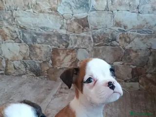 Boxer perros Bóxer - Anuncio 3