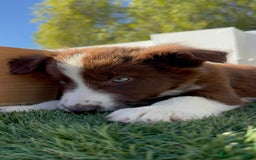 Border Collie perros en venta: BORDER COLLIE - Anuncio 9