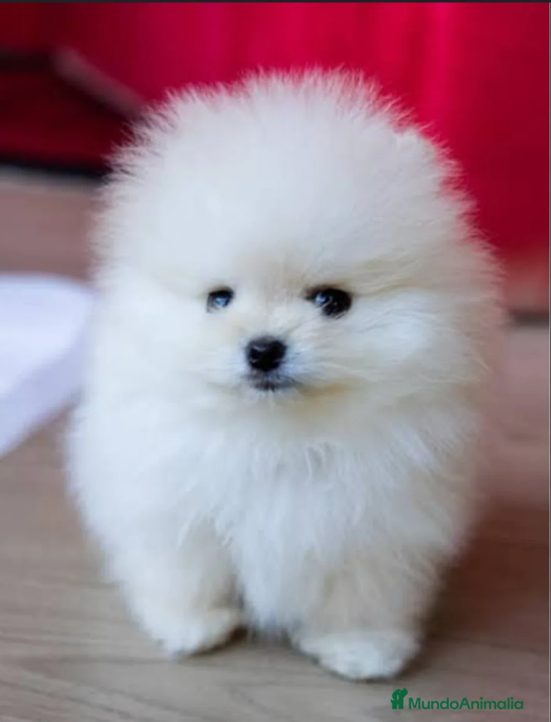 Pomerania perros en venta: ‼️POMERANIAS AMERICANOS TAMAÑO TOY - Anuncio 2