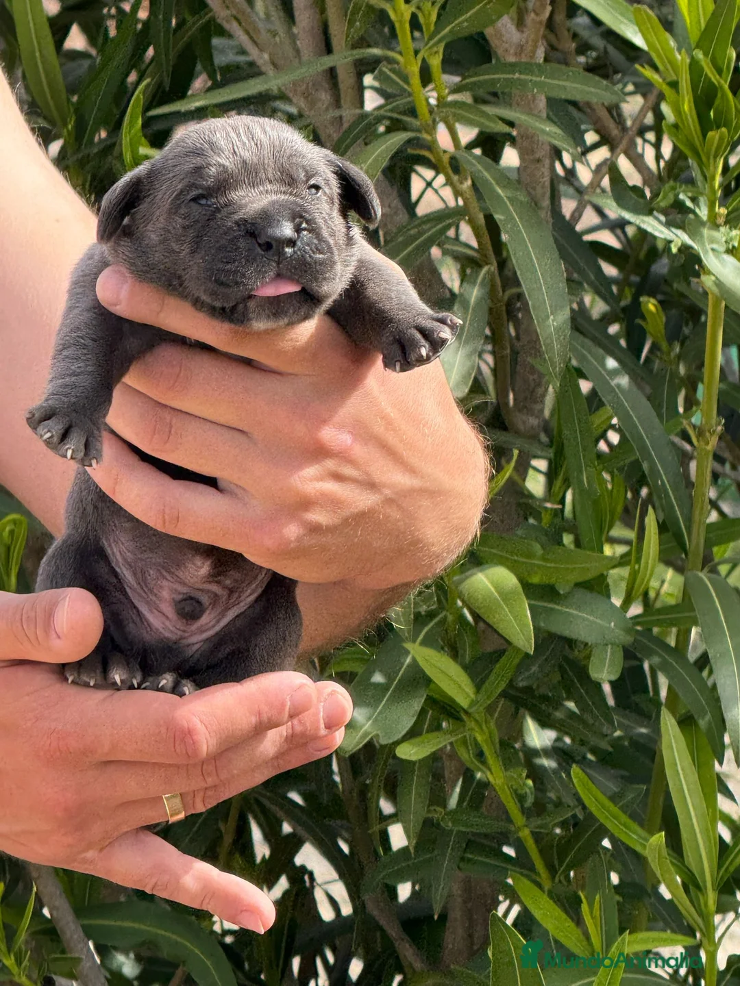 Cane Corso perros en venta: Los cachorros de Cane Corso  - Anuncio 9